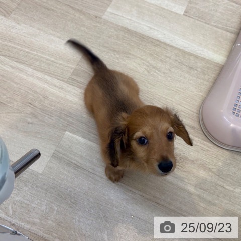 ミニチュア・ダックスフンドの写真