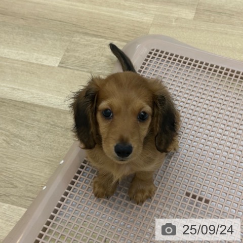 ミニチュア・ダックスフンドの写真
