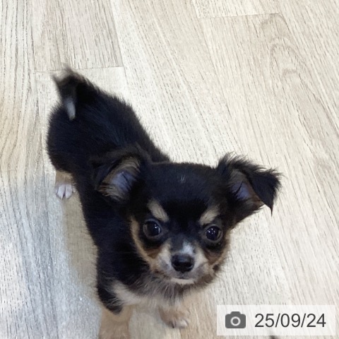 チワワの写真