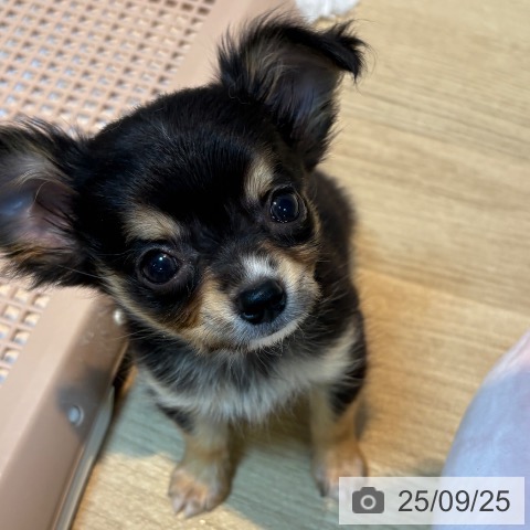 チワワの写真