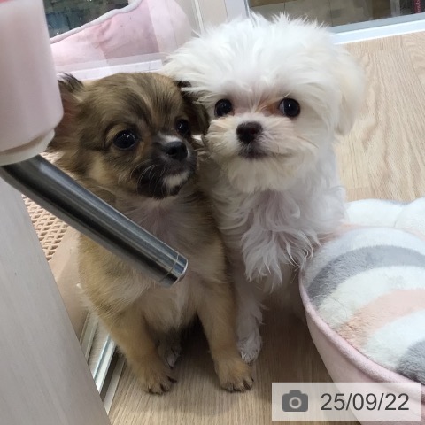 チワワの写真
