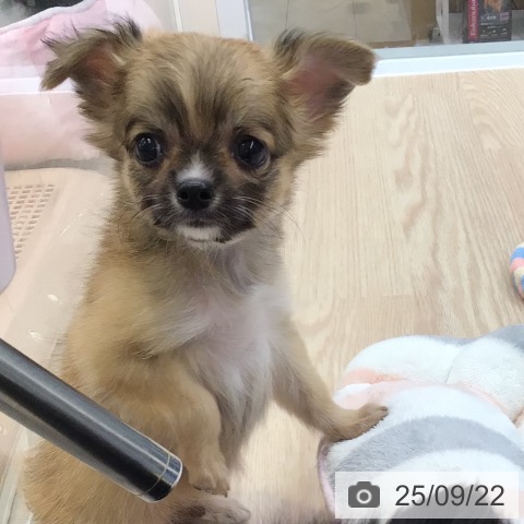 チワワの写真