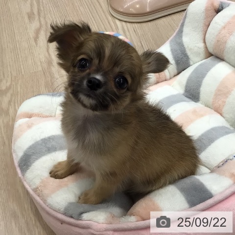 チワワの写真