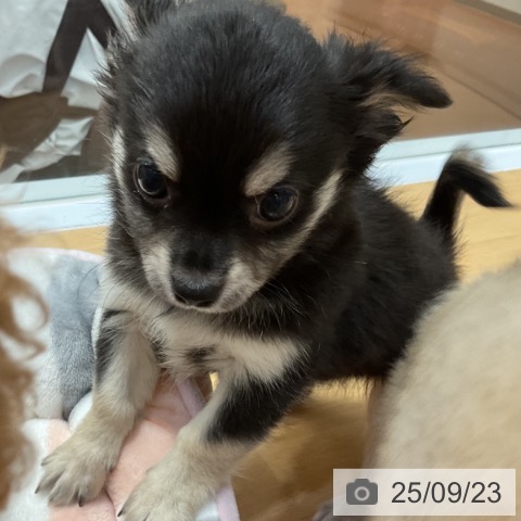 チワワの写真