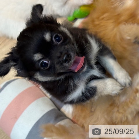 チワワの写真