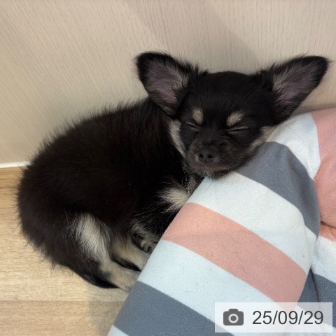 チワワの写真