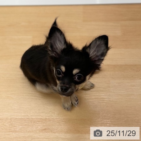 京都府のチワワ(ロング) (ペットプラス 醍醐店/2025年7月24日生まれ/女の子/ブラッククリーム)の子犬の4枚目の画像