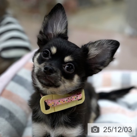 京都府のチワワ(ロング) (ペットプラス 醍醐店/2025年7月24日生まれ/女の子/ブラッククリーム)の子犬の3枚目の画像