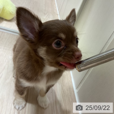 チワワの写真