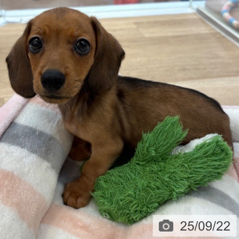 カニーンヘン・ダックスフンドの写真