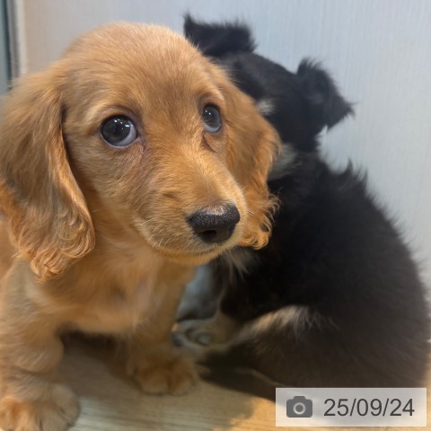 ミニチュア・ダックスフンドの写真