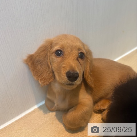ミニチュア・ダックスフンドの写真