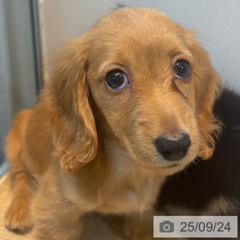 ミニチュア・ダックスフンドの写真