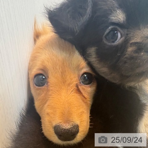 ミニチュア・ダックスフンドの写真