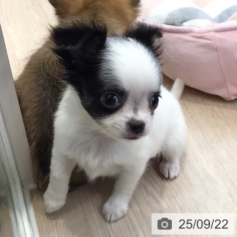 チワワの写真