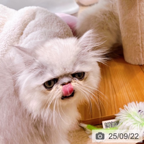 ペルシャの写真