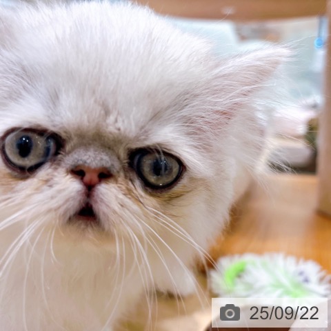 ペルシャの写真