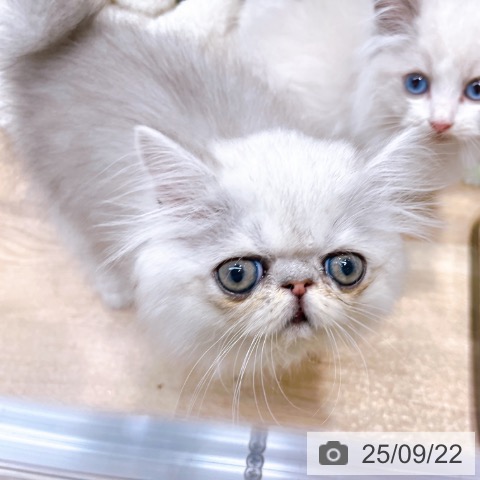 ペルシャの写真