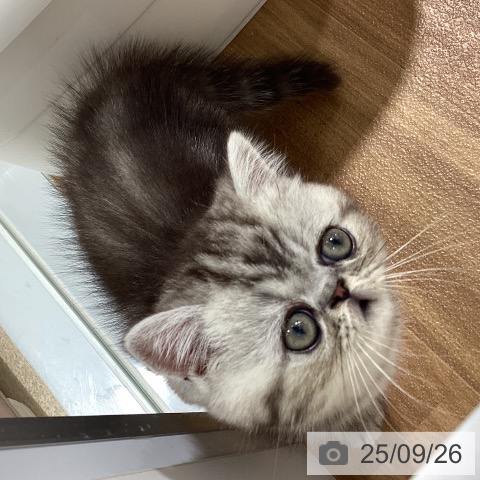 エキゾチック・ショートヘアの写真