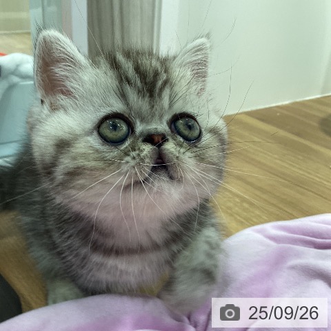 エキゾチック・ショートヘアの写真