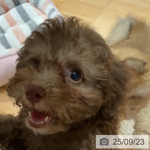 トイ・プードルの写真