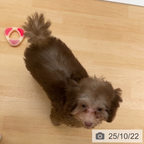 トイ・プードルの写真