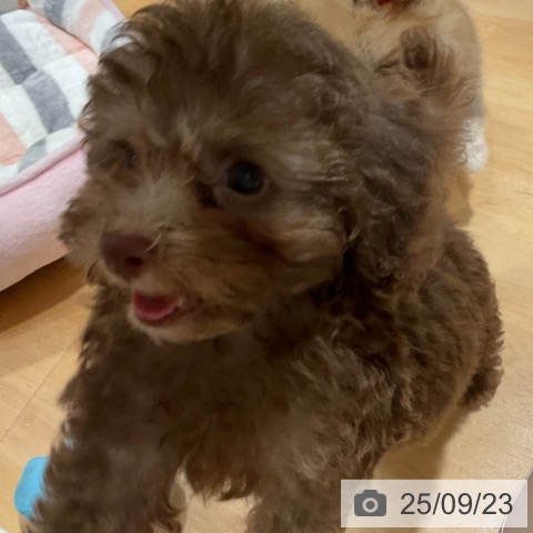 トイ・プードルの写真