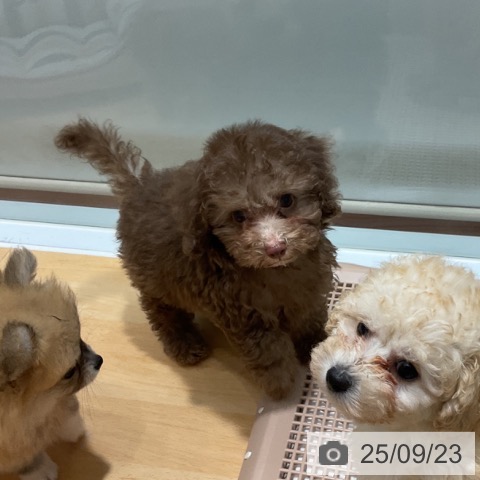 トイ・プードルの写真