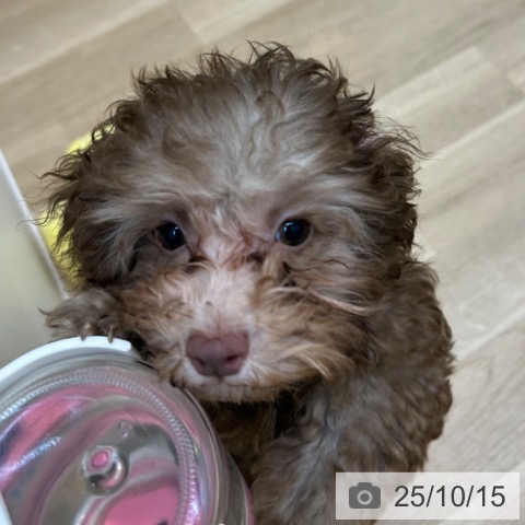 トイ・プードルの写真