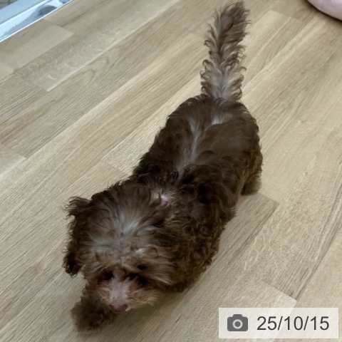 トイ・プードルの写真