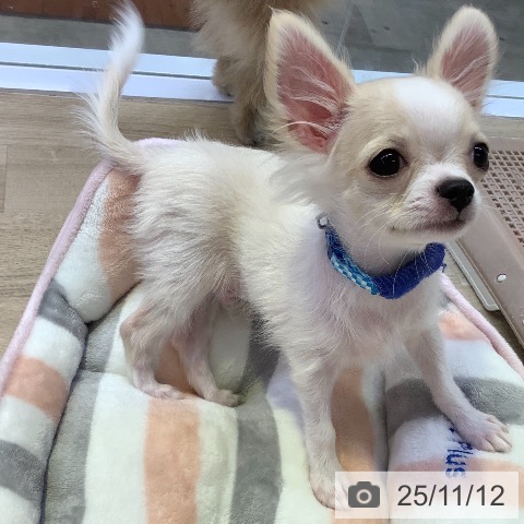 チワワの写真