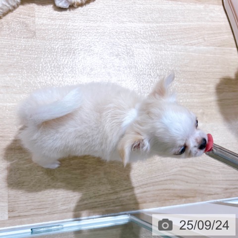 チワワの写真