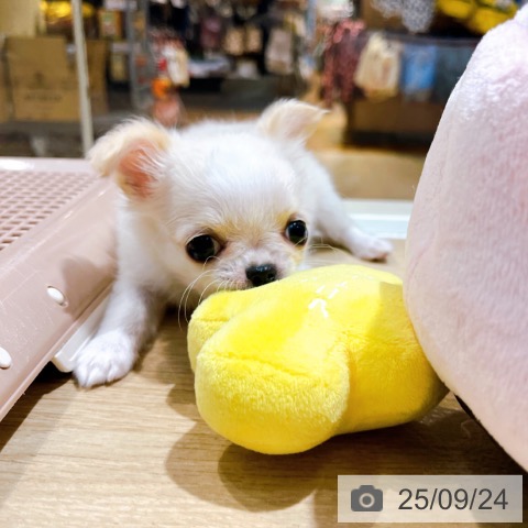 チワワの写真