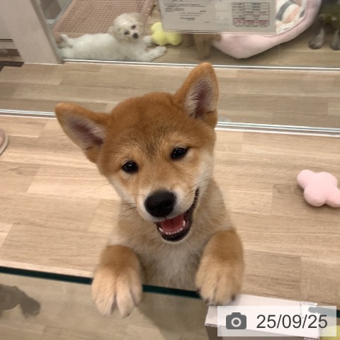 柴の写真