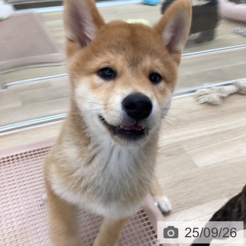 柴の写真