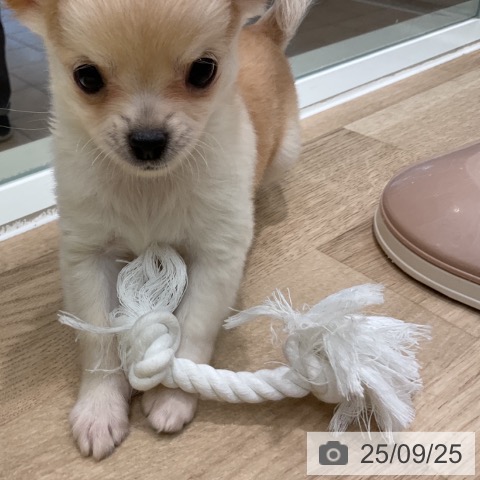 チワワの写真