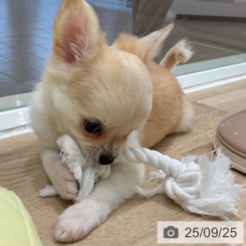 チワワの写真
