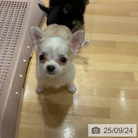 チワワの写真