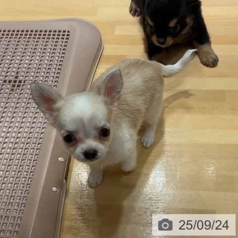 チワワの写真