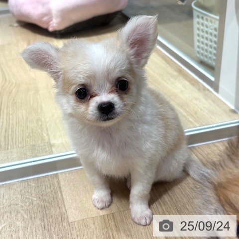 チワワの写真