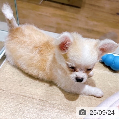 チワワの写真