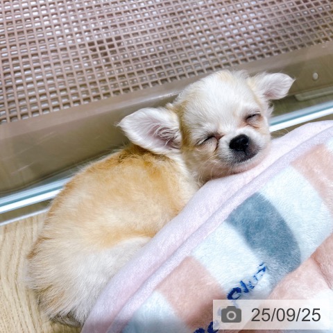 チワワの写真