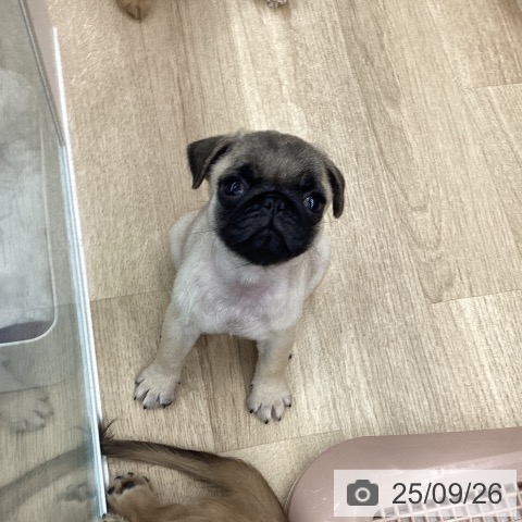 パグの写真
