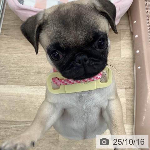 パグの写真