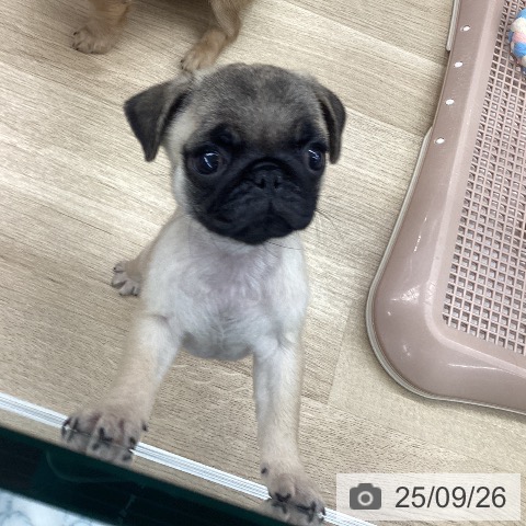 パグの写真