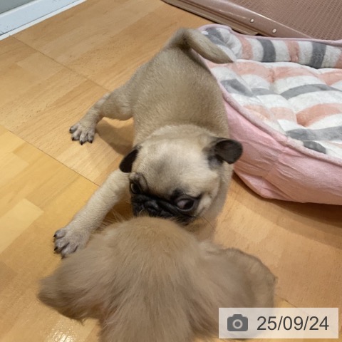 パグの写真