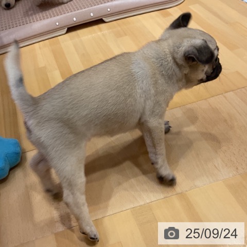 パグの写真