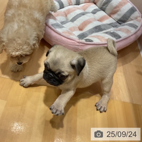 パグの写真