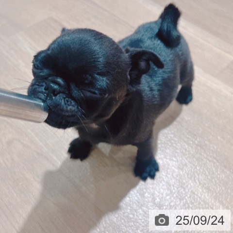 パグの写真