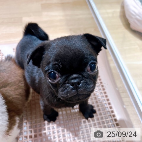パグの写真